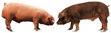 Porcs blancs (Landrace et Duroc)
