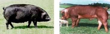 Porcs Large Black (à gauche) et Duroc (à droite)