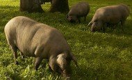 Pâturage dans une dehesa de la région de Salamanque