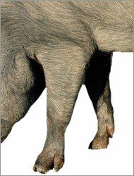 Membre antérieur d'un porc ibérique